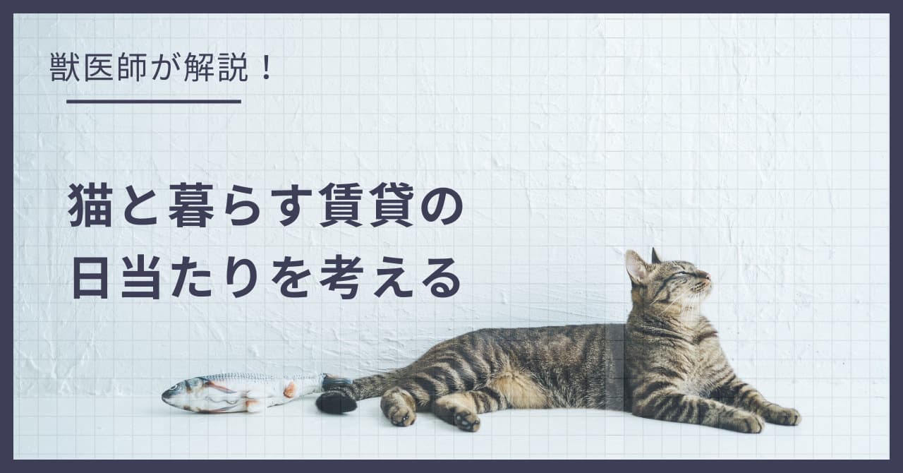 猫と暮らす賃貸の『日当たり』問題!学術的に見る日光浴の重要性と物件選び
