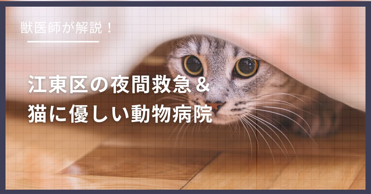 江東区の猫可賃貸探し!獣医師が選ぶ「夜間救急&猫に優しい動物病院(CFC)」完全ガイド