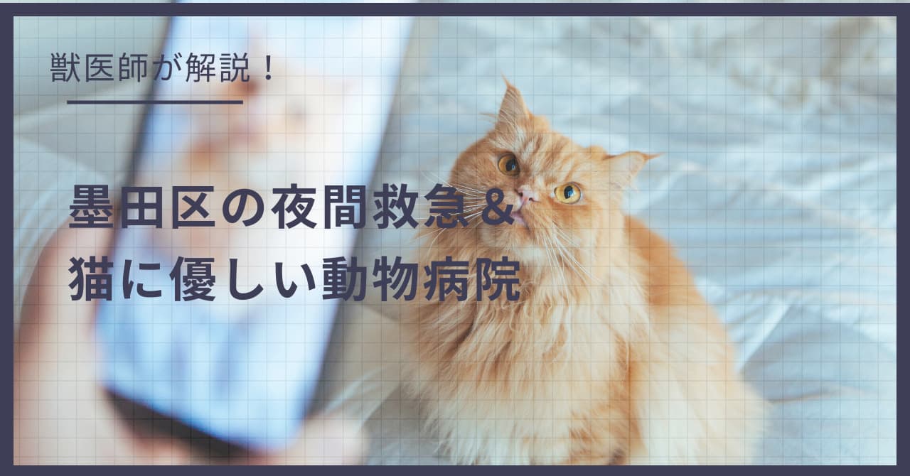 墨田区の猫可賃貸探し!獣医師が選ぶ「夜間救急&猫に優しい動物病院」完全ガイド
